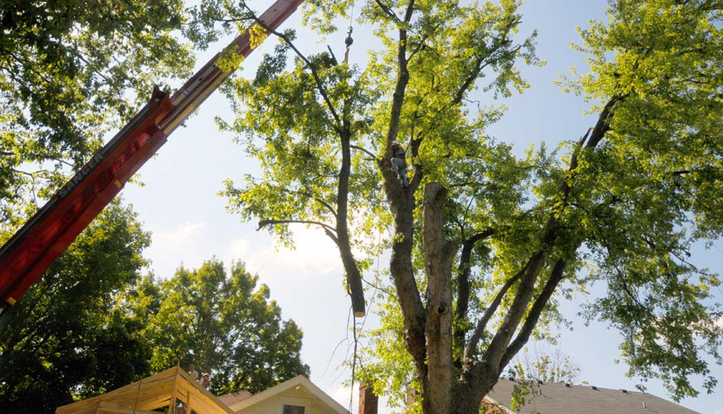 Louisville Tree Maintenance